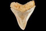 Serrated, Fossil Megalodon Tooth - West Java, Indonesia #145250-2